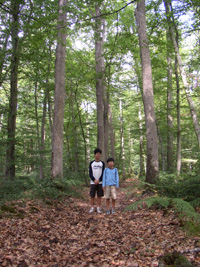 Foret de Fontainebleau