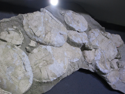 亀の化石