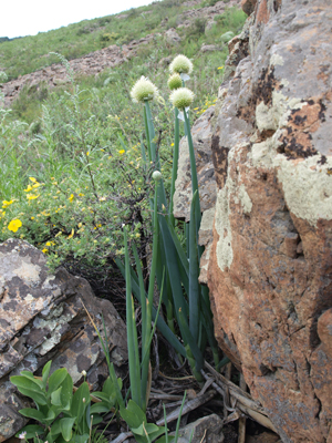 Allium altaicum