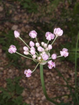 Allium anisopodium