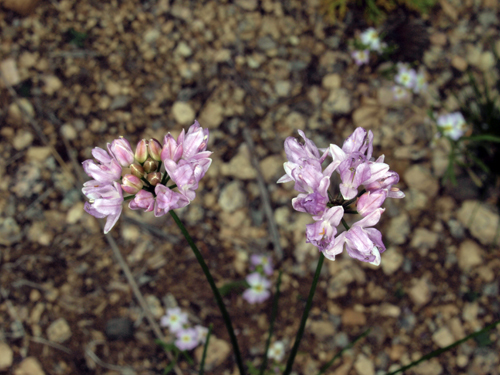 Allium tenessimum