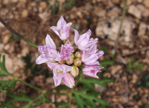 Allium bidentatum