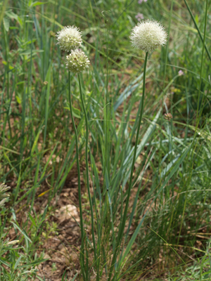 Allium leucocepharum