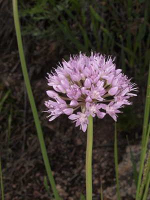 Allium senescence