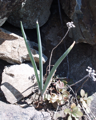 Allium altaicum