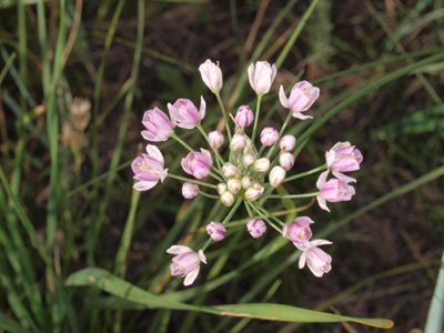 Allium sp.