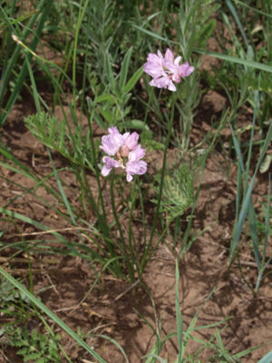 Allium sp.