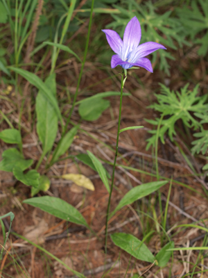 Campanula