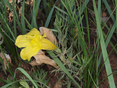 Cymbaria