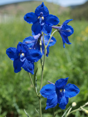 Delphinium grandiflorum