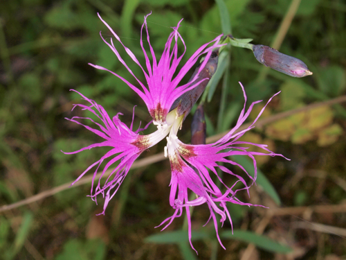 Dianthus