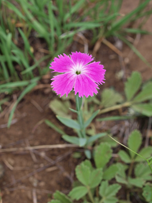 Dianthus