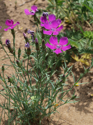 Dianthus