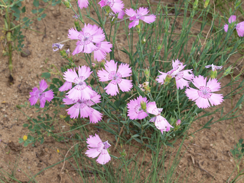 Dianthus