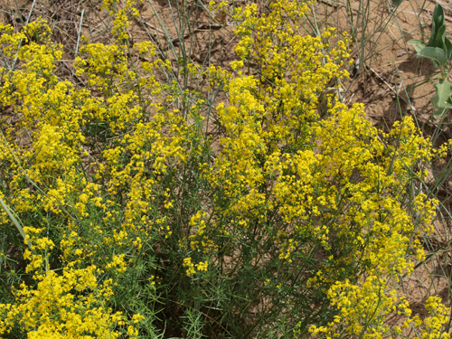 Galium　verum