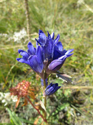 Gentiana ｓｐ。