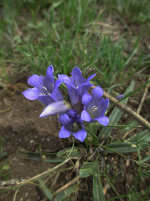 Gentiana sp.