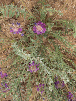 Oxytropis glandulosa