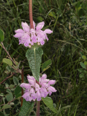 Phlomis-tuberosa