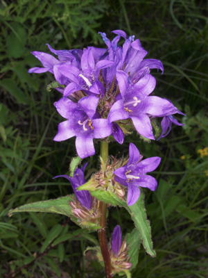 Phlomus