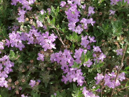 Thymus gobicus