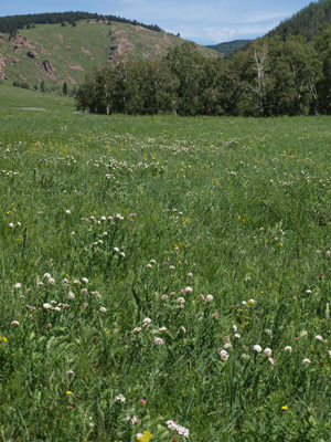 Manzushir Prairie　and montain