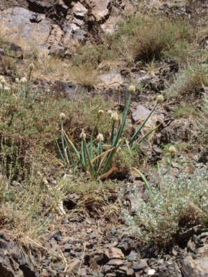 Allium altaicum