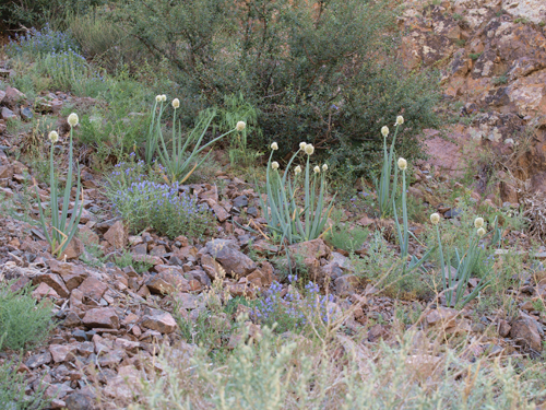 Allium altaicum