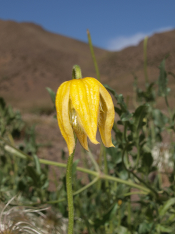 Clematis