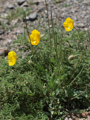 Papaver saichanense