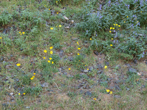 Papaver saichanense