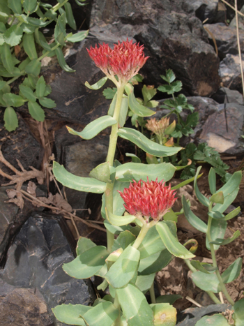 Rhodiola rosea