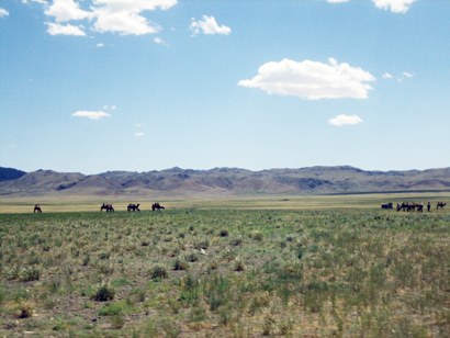 Govi Desert - Camel