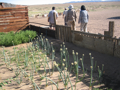 CUlture of Allium altaicum