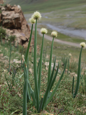 Allium altaicum