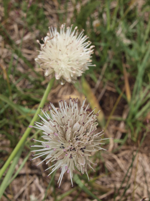 Allium leucocephalum