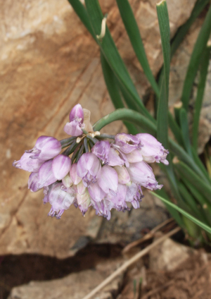 Allium prostratum