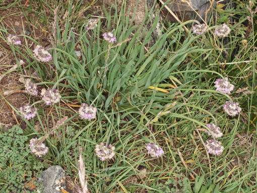 Allium prostratum