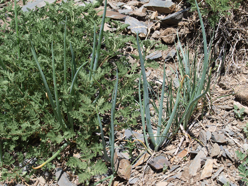 Allium altaicum