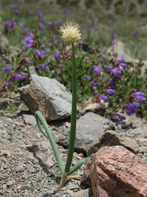 Allium altaicum