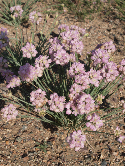 Allium mongolicum