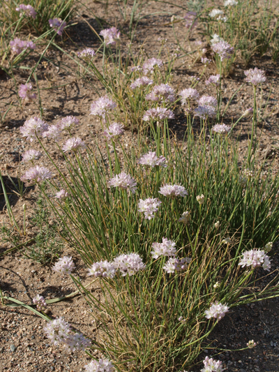 Allium polyrhizum