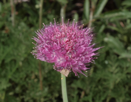 Allium splendens