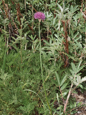 Allium splendens