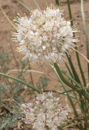 Allium sp.