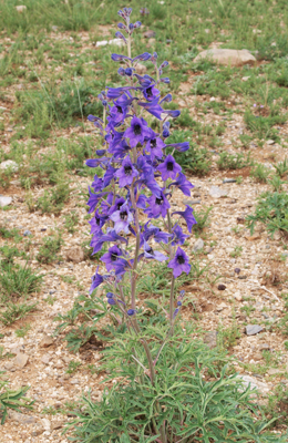 Delphinium grandiflorum