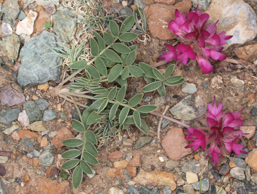 Oxytropis bungei