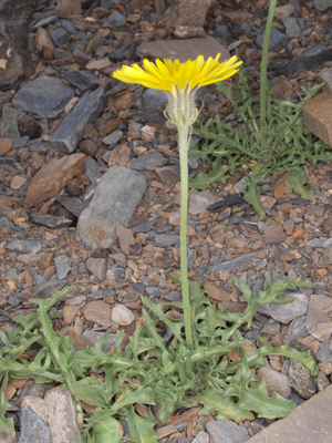 Taraxacum dealbatum